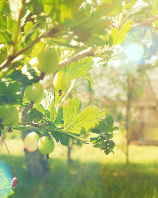 Amla for Hangovers and Recovery