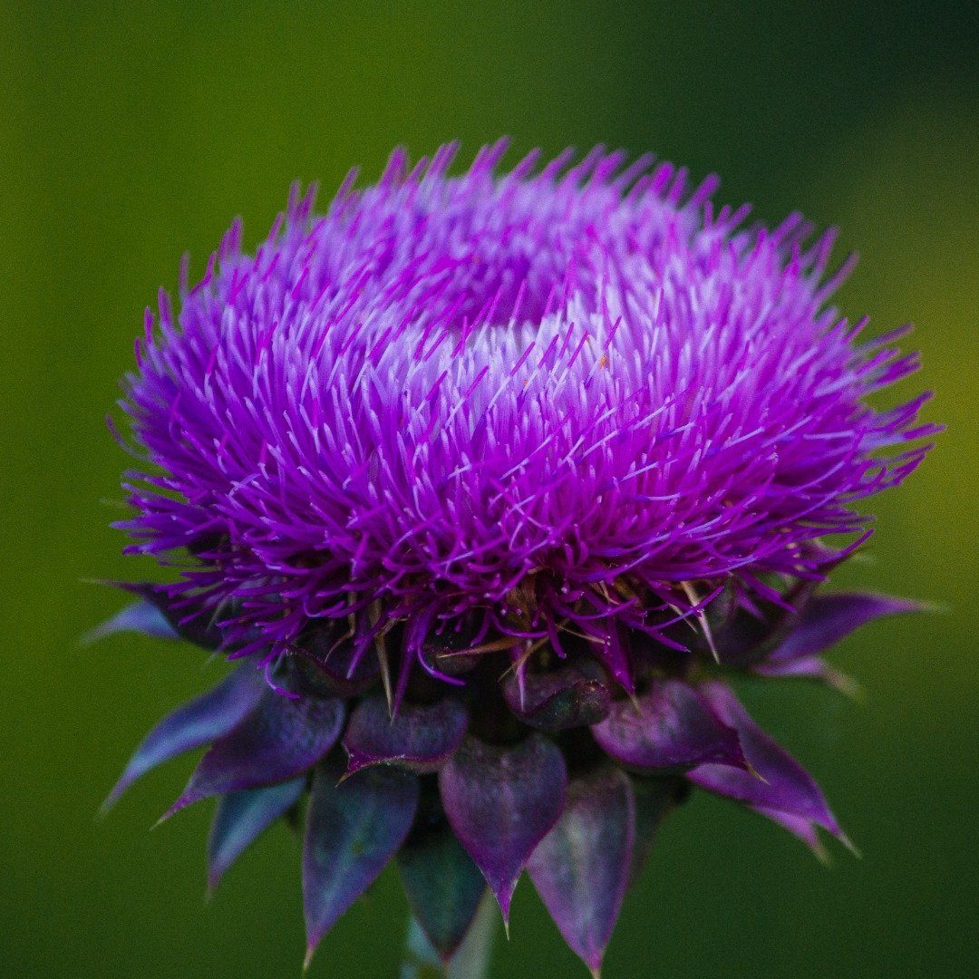 Milk thistle for recovery?